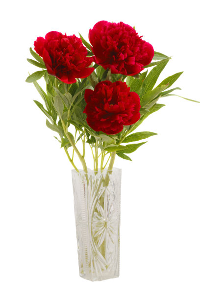 玻璃花瓶里的牡丹图片下载