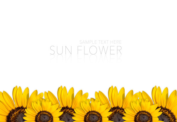 太阳花和样本文本图片下载