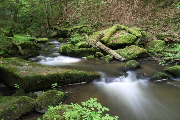 长满青苔的小溪图片下载
