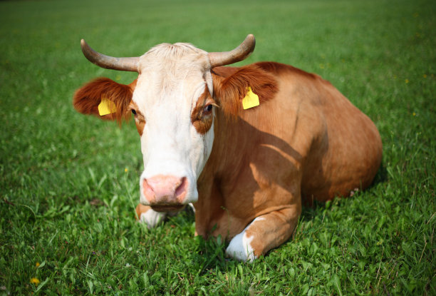 牧场上的牛图片下载