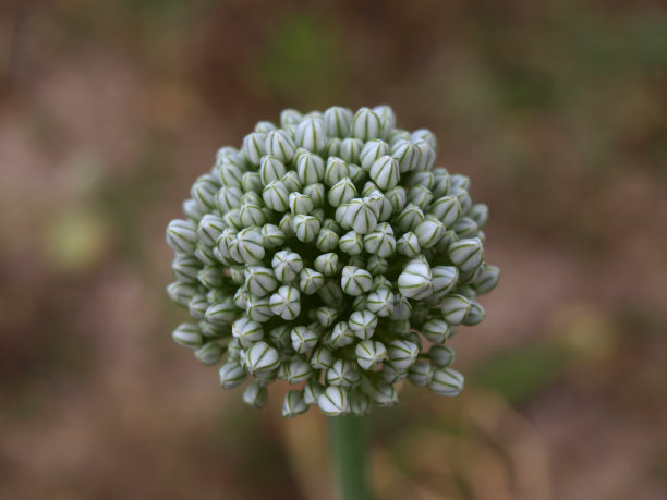 洋葱花图片下载