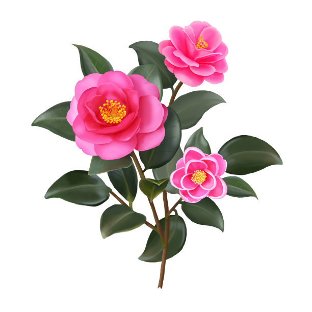 山茶花分支。孤立在白色背景上。图片下载