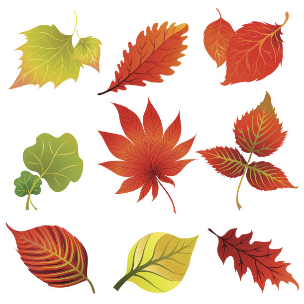 2套秋天的树叶。感恩节图片下载