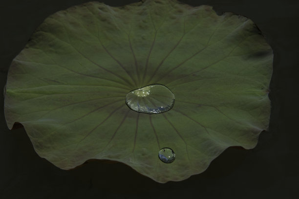 叶子放图片下载