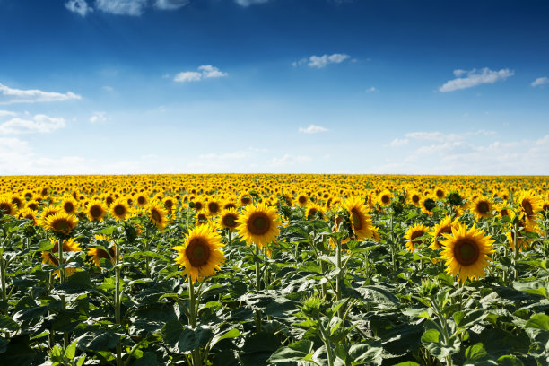 田野上的向日葵图片下载
