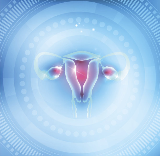 女性子宫和卵巢图片下载