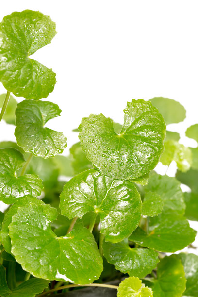 白底上的一便士草，亚洲一便士草，印度一便士草素材图片