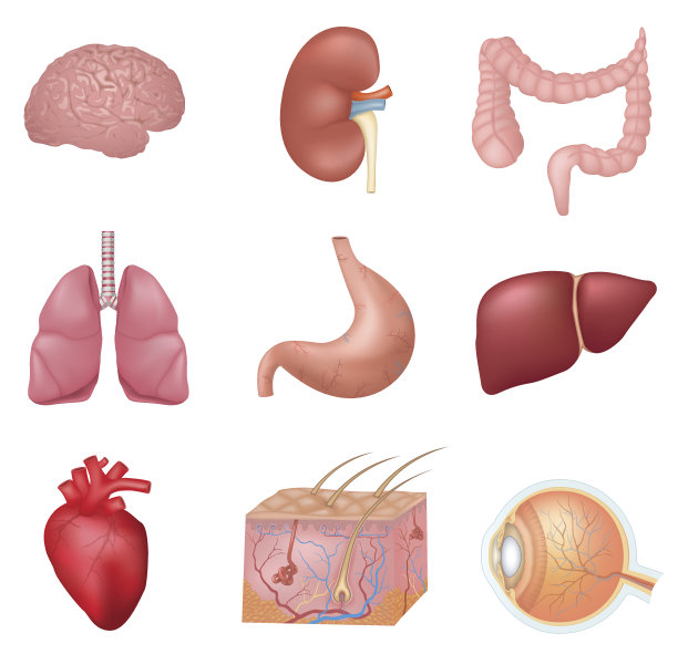 人体内部器官图片下载