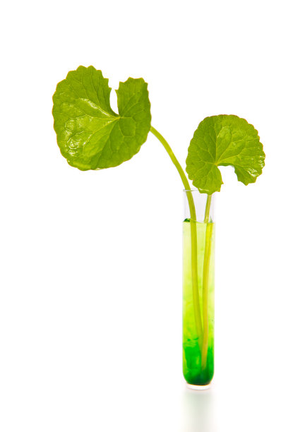 印度次大陆的草药，积雪草，白底的可拉草，素材图片