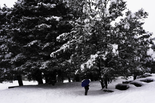 树上的雪和一个男人站在他的蓝色伞图片下载