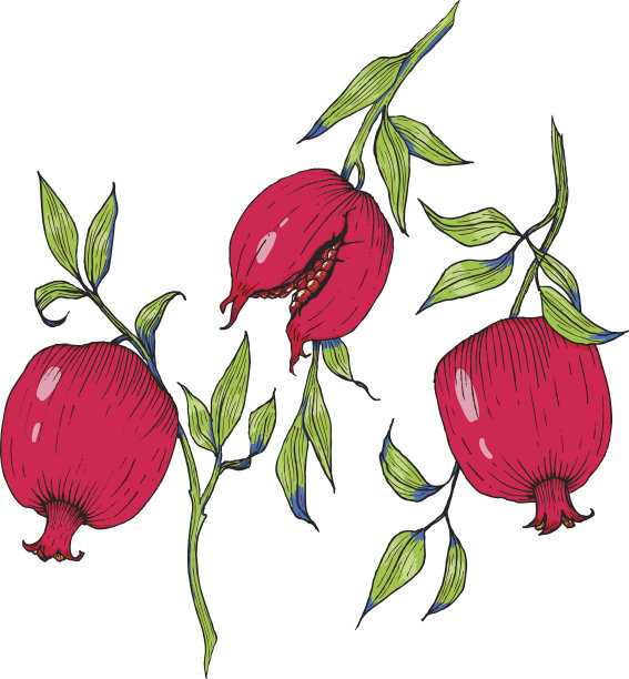 手绘的石榴果图片下载