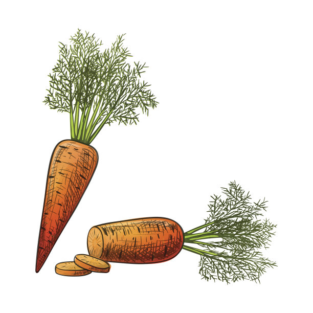 彩色素描式胡萝卜片图片下载