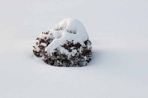 冬天雪下的灌木丛图片下载