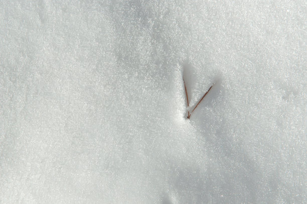 冬天的松林里有雪图片下载