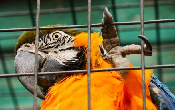 鹦鹉的自由!图片下载