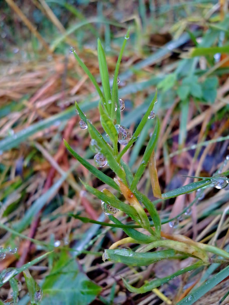 草芽上的雨滴图片下载