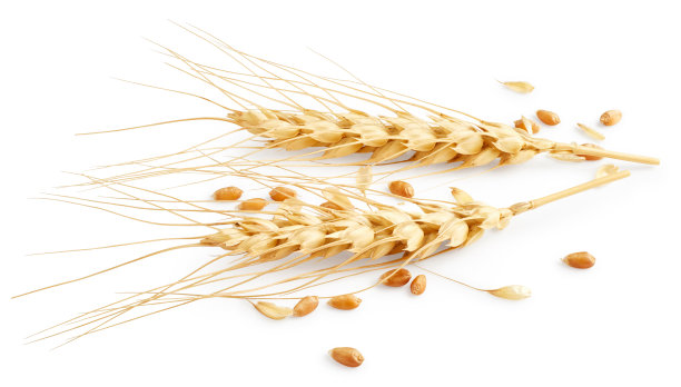 耳朵的小麦素材图片