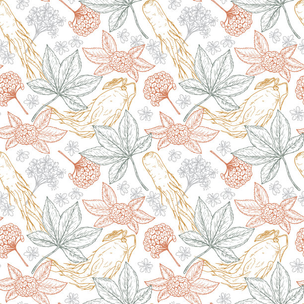 人参。药用植物无缝模式。花背景与根，叶，浆果和花人参。替代医学。传统草药疗法。矢量图图片下载