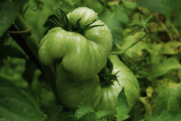 畸形的番茄图片下载