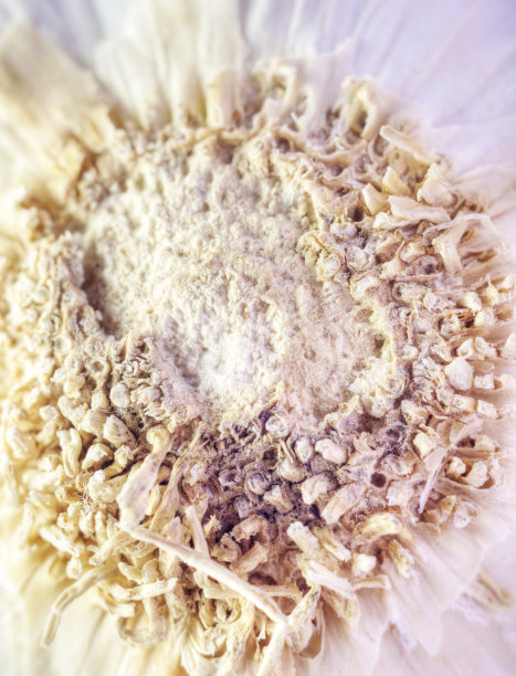 艺术蔬菜近距离大蒜图片下载