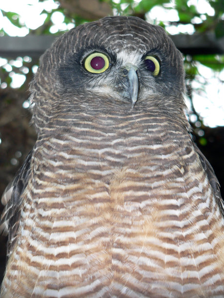 强大的猫头鹰素材图片