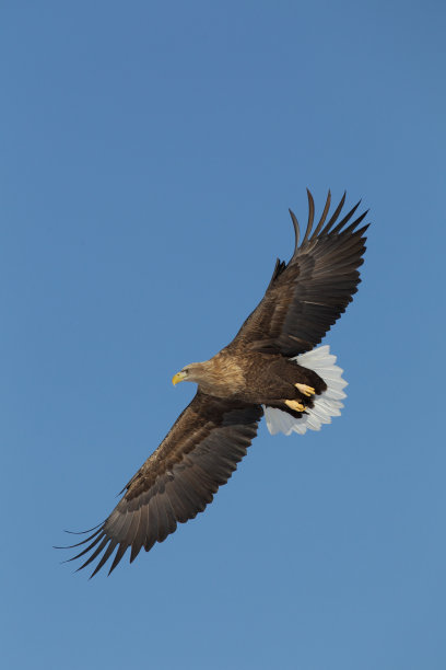 白色尾随鹰图片下载