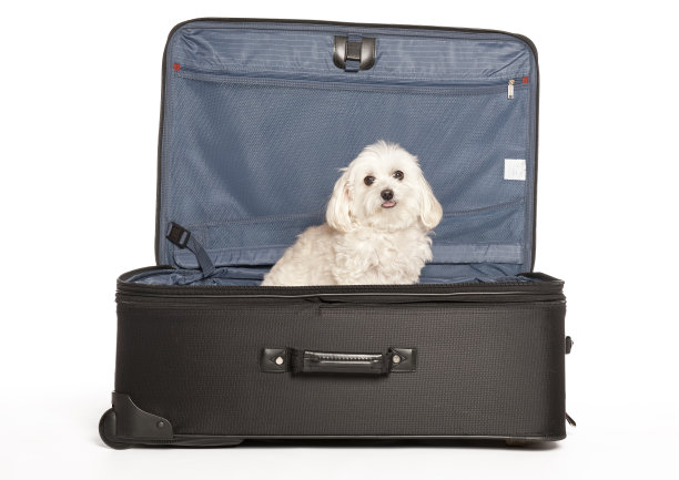 旅行的小狗图片下载