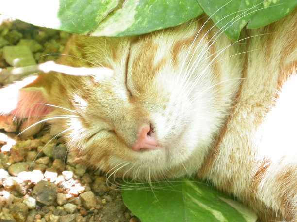 睡觉的猫图片下载