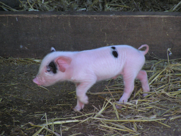 这只小猪图片下载