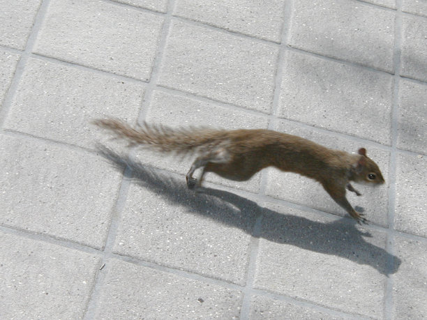 砖头上奔跑的松鼠图片下载