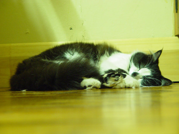 沉睡的猫图片下载