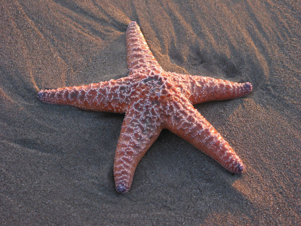 海星在休息图片下载