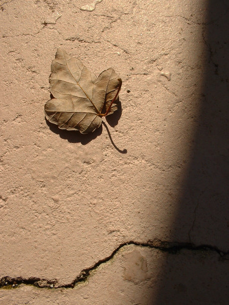 干枯的叶子在龟裂的地上图片下载