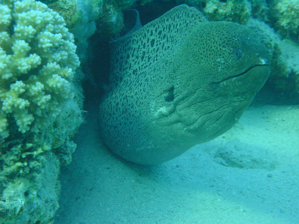 等待被咬一口图片下载