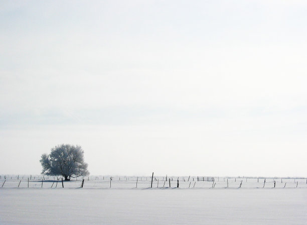 冬天的孤树图片下载