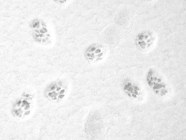 雪地上的爪印图片下载