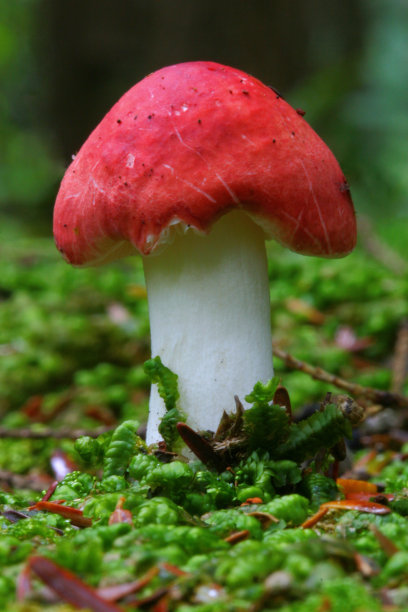 蘑菇宏图片下载