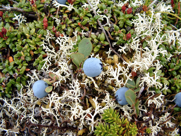 高山蓝莓图片下载