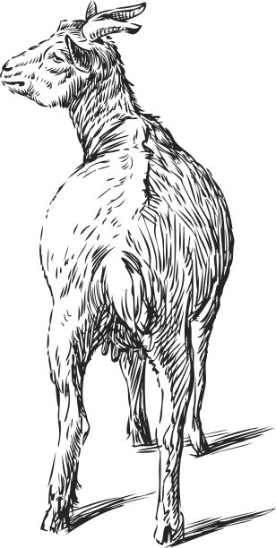 把山羊图片下载