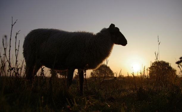 早上的场景图片下载