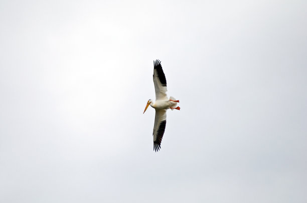 美国白鹈鹕图片下载