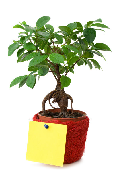 小树与一张白纸图片下载