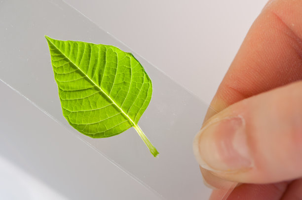 科学家在实验室玻璃中观察绿叶图片下载