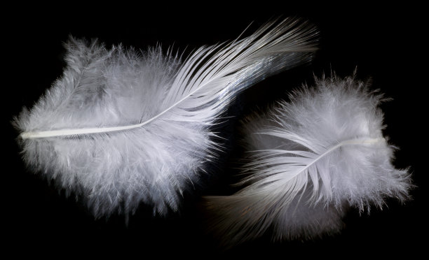 两个羽毛图片下载