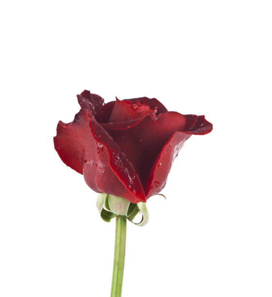 单独的红玫瑰图片下载
