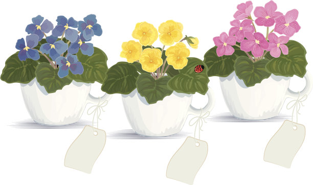 紫罗兰图片下载