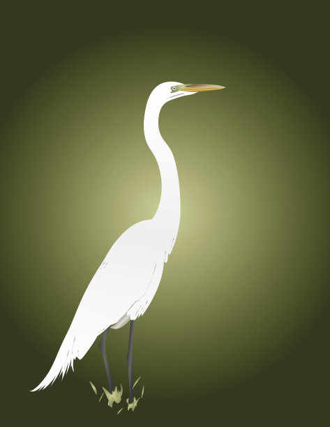 鸟:白鹭图片下载