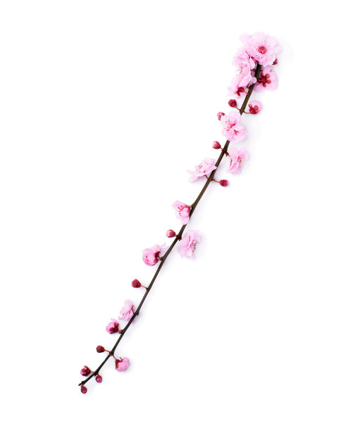 樱桃布拉赫奇图片下载