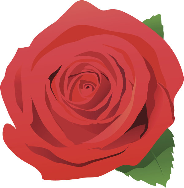 红玫瑰图片下载