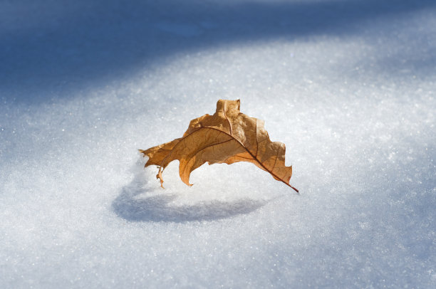 落在雪地上的一片树木图片下载